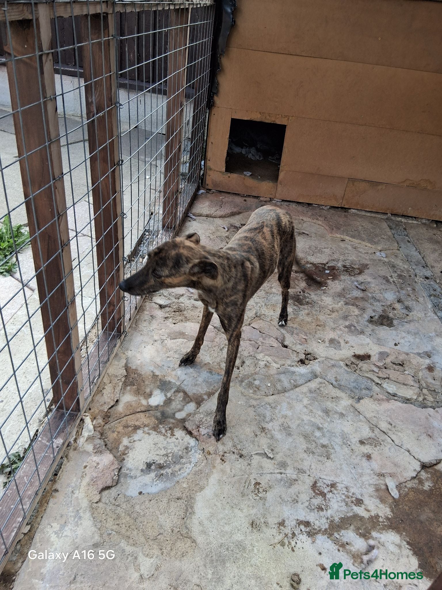 Mixed Breed dogs Whippet cross - Advert 1
