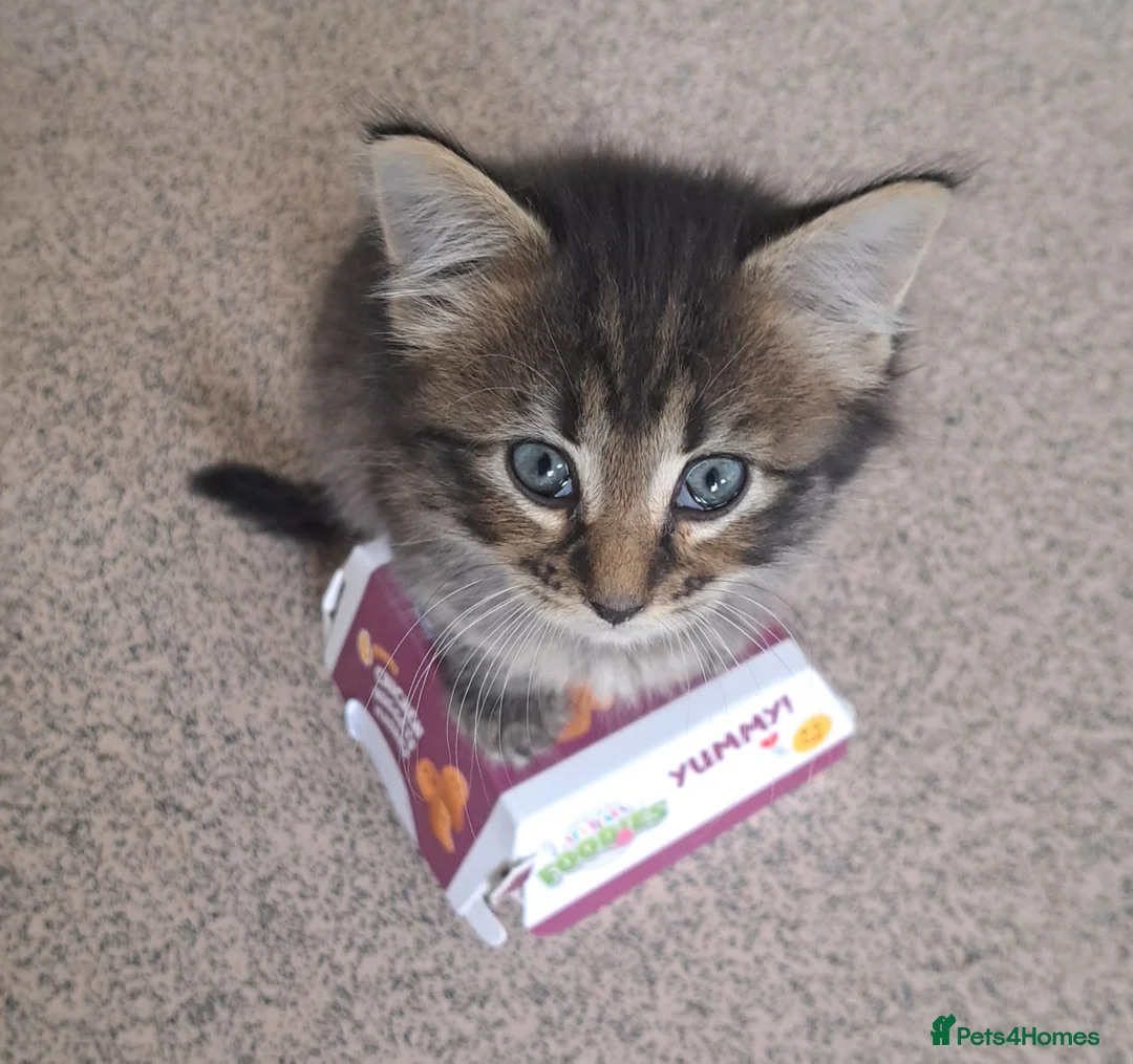 Mixed Breed cats for sale: Kittens for sale in Southampton - Advert 2