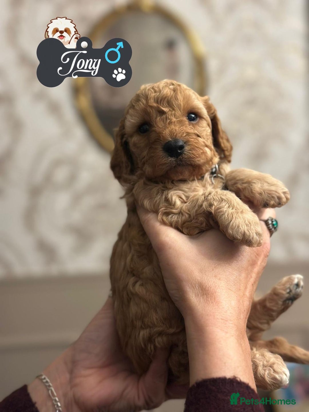 Shihpoo dogs for sale: F1b Shihpoo Puppies - 2 boys, 3 girls  - Advert 3