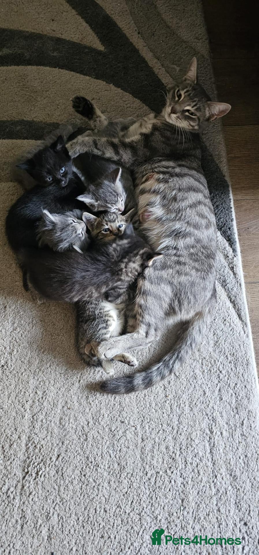 Mixed Breed cats Kittens Mixed Breed - Advert 2