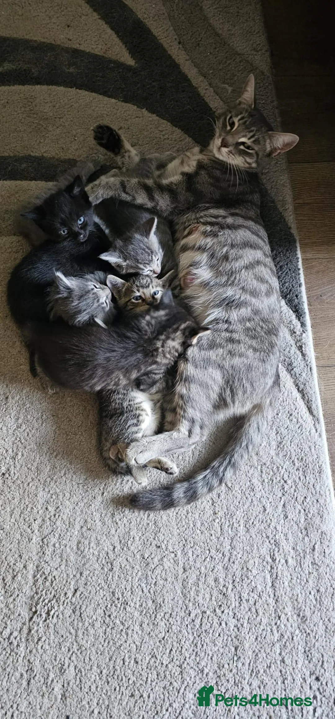 Mixed Breed cats for sale: Kittens Mixed Breed - Advert 1
