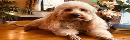 Cockapoo dogs for sale: Cockerpoos - Advert 3
