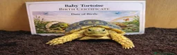 Tortoise reptiles for sale: Baby Leopard Tortoises  - Advert 5