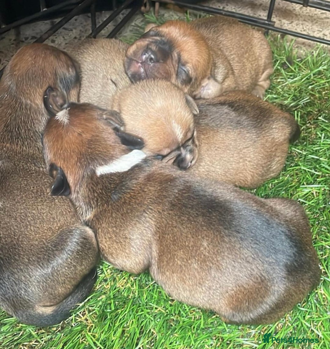 Mixed Breed dogs for sale: French bull dog x jack russel - Image 3