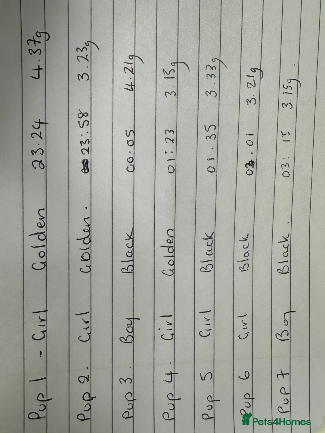 Goldador dogs for sale: Beautiful Goldador Pups  - Advert 10