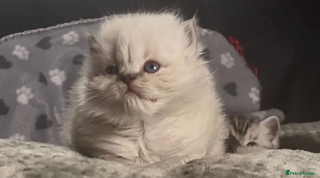 British Shorthair cats for sale: Beautiful rainbow 🌈 litter of bsh kittens  - Advert 7