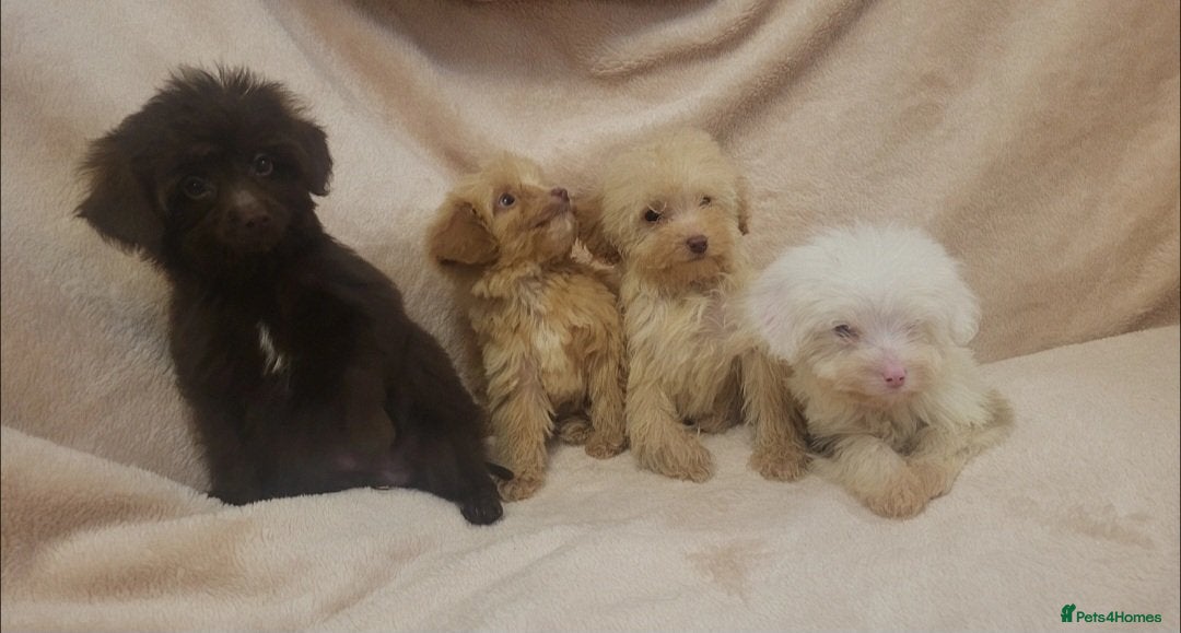 Cavapoo dogs F1B Cavapoo puppies - Advert 1