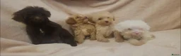 Cavapoo dogs for sale: F1B Cavapoo puppies - Advert 1