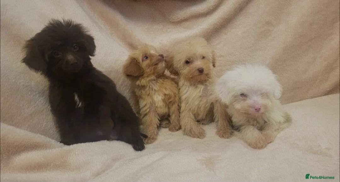 Cavapoo dogs for sale: F1B Cavapoo puppies - Advert 1