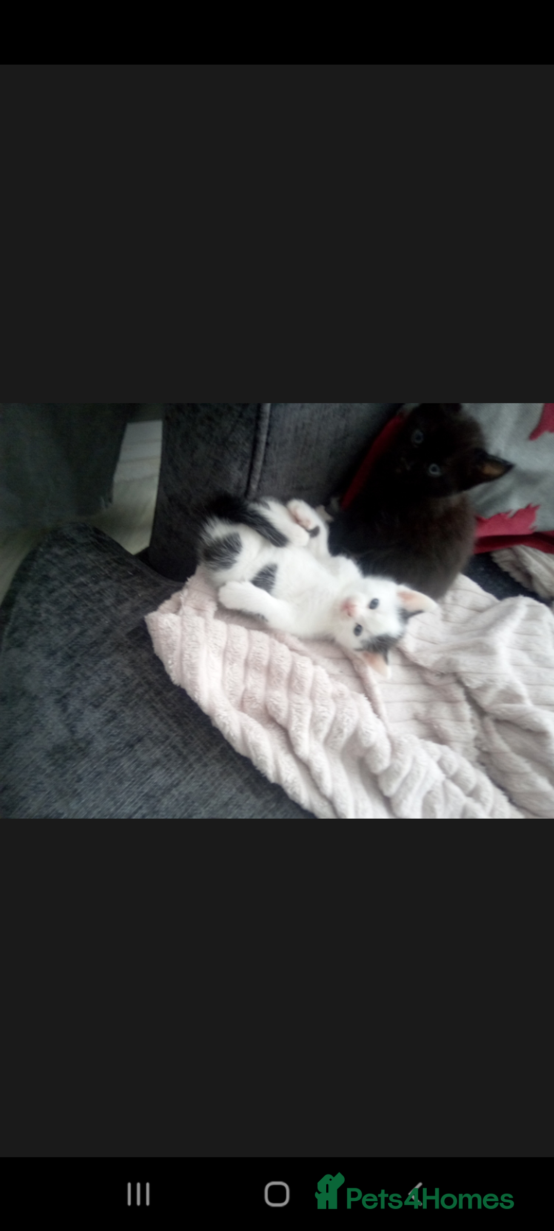 Mixed Breed cats for sale: One 8 week male kitten ready to re-home  - Image 8