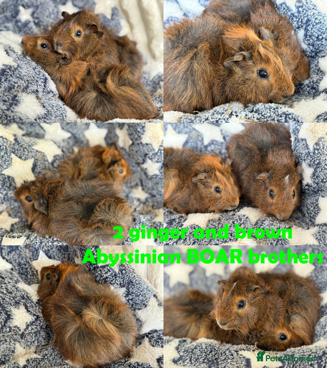 Guinea Pig rodents for sale: BOAR and SOW Abyssinian and Rex baby Guinea Pigs - Advert 4