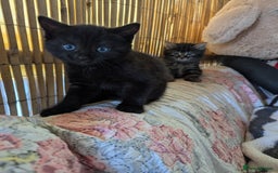 Bombay cats for sale: Different prices Bombay X long hair  - Image 20