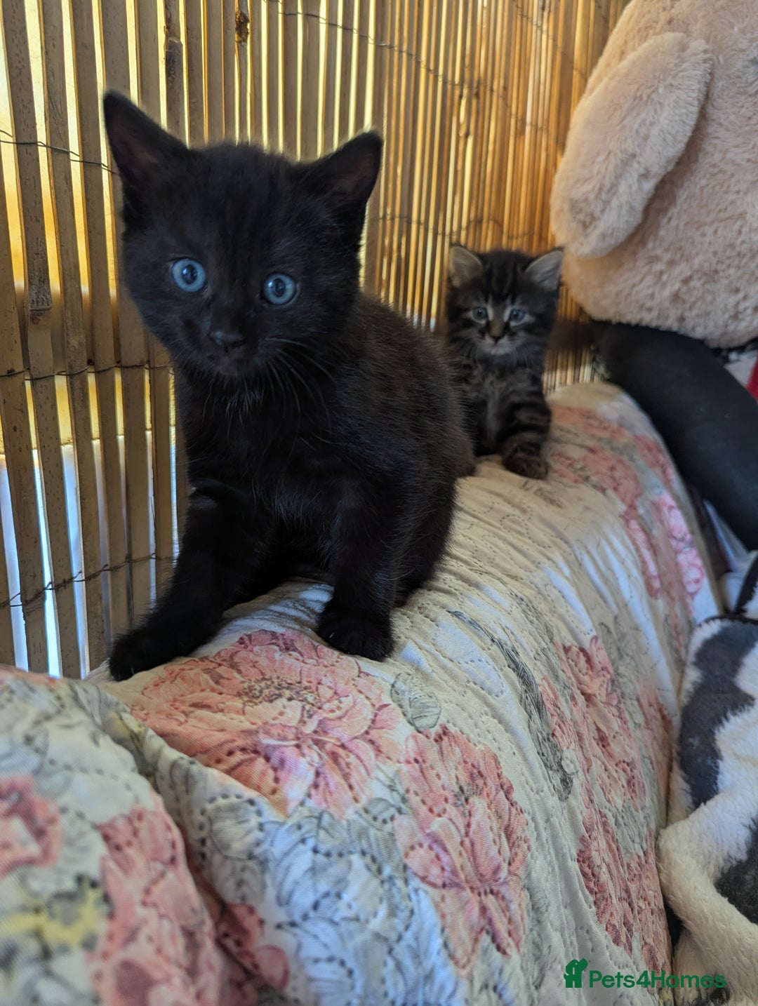 Bombay cats for sale: Different prices Bombay X long hair  - Image 20