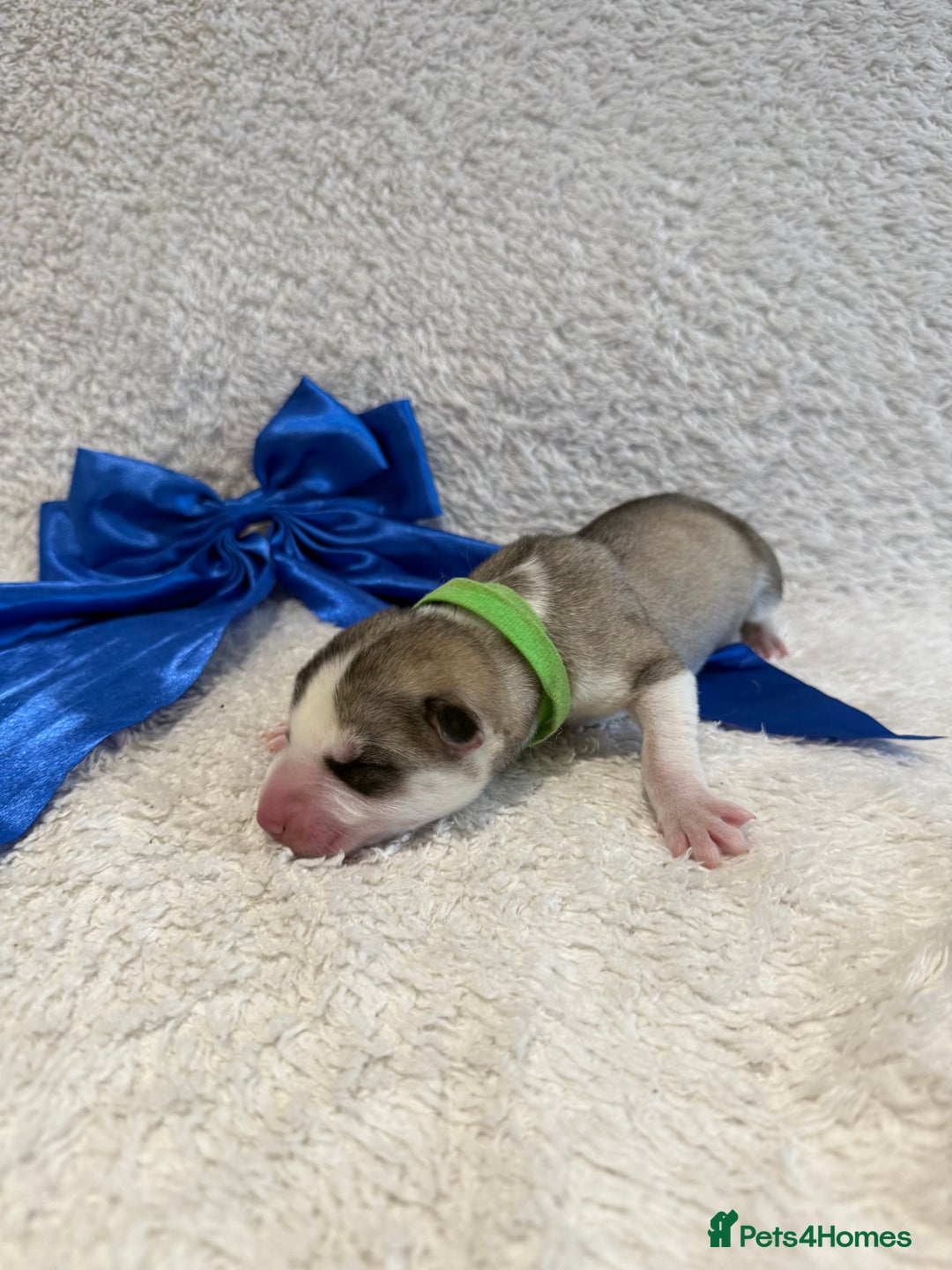 Siberian Husky dogs for sale: Beautiful Siberian Husky Puppies Ready to Reserve - Advert 9