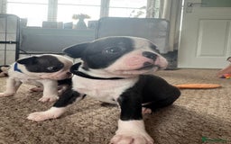 Boston Terrier dogs for sale: Beautiful Boston Terrier Puppies for Loving Homes - Image 19