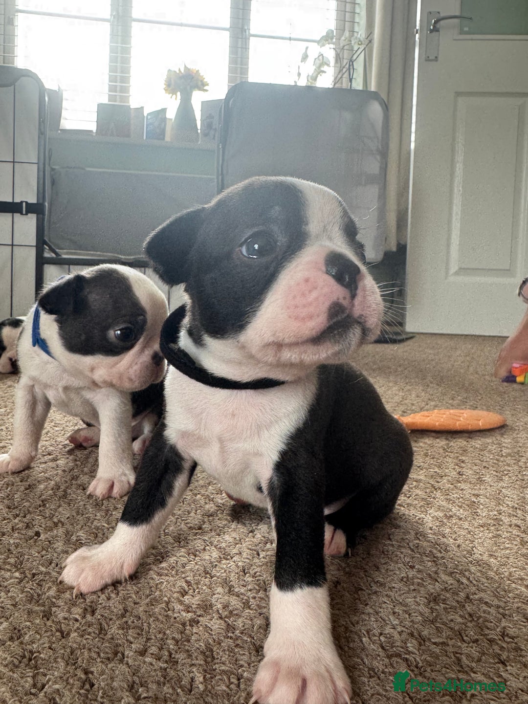 Boston Terrier dogs for sale: Beautiful Boston Terrier Puppies for Loving Homes - Image 19