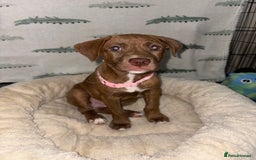 Mixed Breed dogs for sale: 6 Beautiful Fur Babies - Image 30