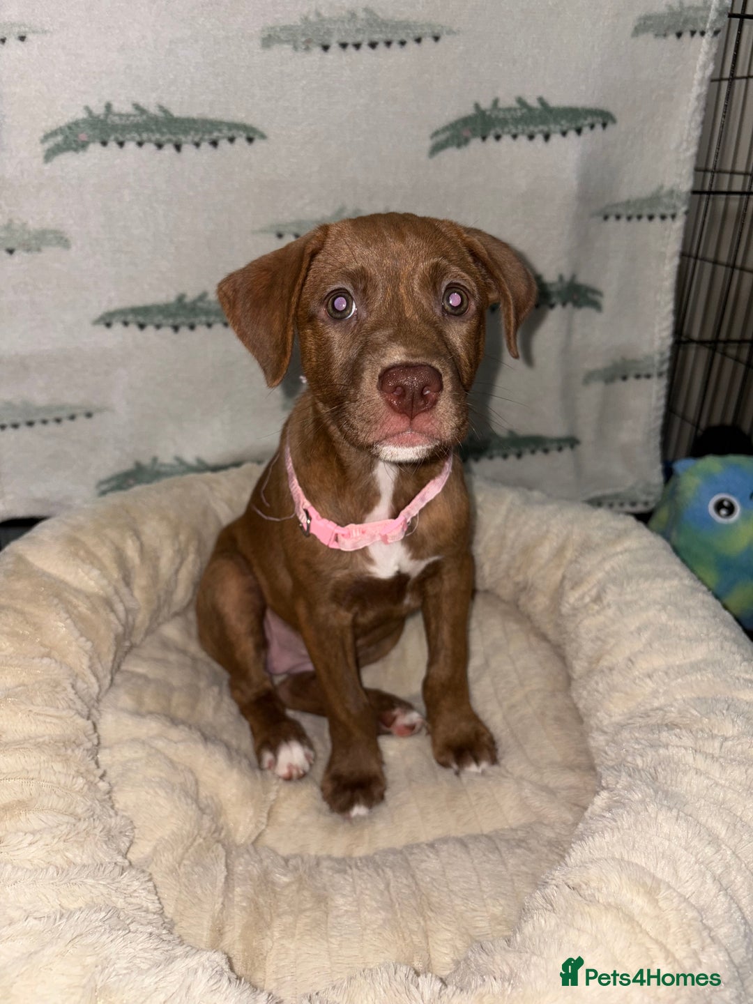 Mixed Breed dogs for sale: 6 Beautiful Fur Babies - Image 30