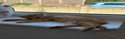 Mixed Breed cats for sale: 1/4 Bengal Fluffy Ginger Male Kitten - Advert 18