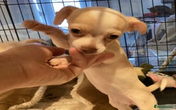 Chihuahua dogs for sale: Chihuahua babies ready now - Image 4