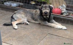 Mixed Breed dogs for sale: Irish wolfhound cross Newfoundland  - Image 1