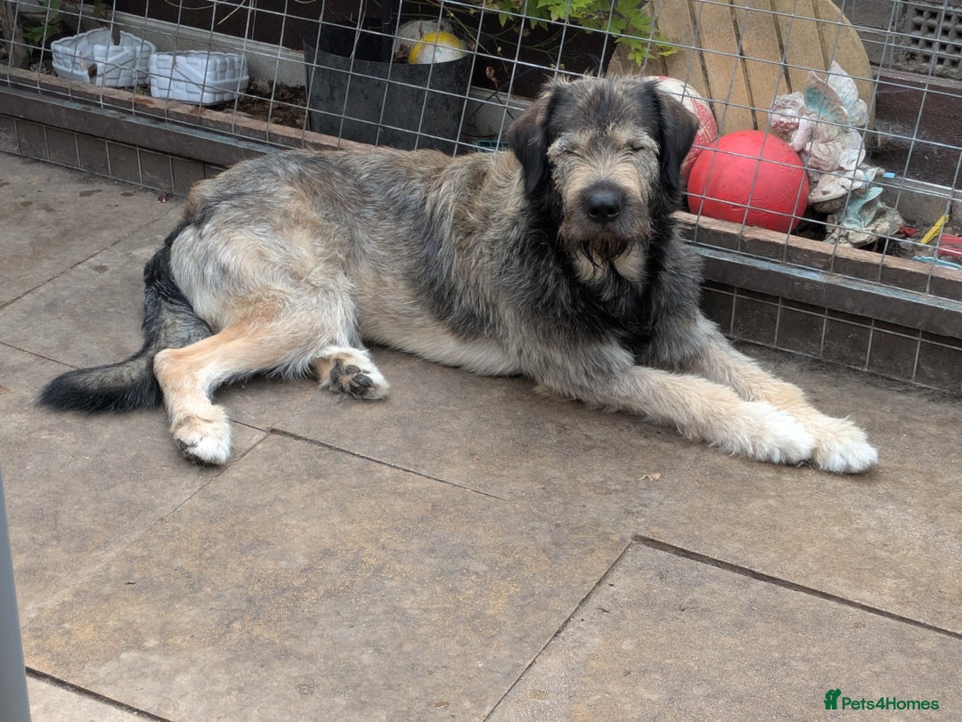 Mixed Breed dogs for sale: Irish wolfhound cross Newfoundland  - Image 1