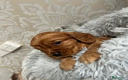 Mixed Breed dogs for sale: Beautiful F1b cockalier puppies  - Image 3