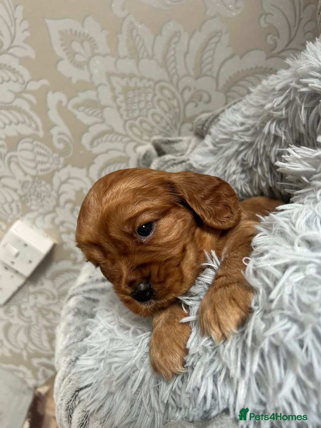 Mixed Breed dogs for sale: Beautiful F1b cockalier puppies  - Image 3