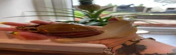 Snails invertebrates for sale: Albino Giant African Land Snails (Achatina Fulica) - Advert 6