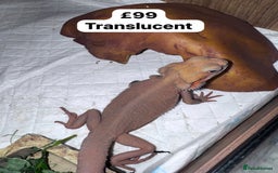 Gecko reptiles for sale: Lizards for rehome  - few to choose from  in Nottingham - Image 7
