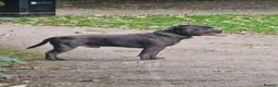 Staffordshire Bull Terrier dogs for stud: Kenbloom Mcintosh  - Advert 2