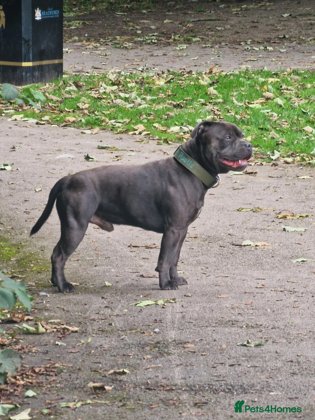 Staffordshire Bull Terrier dogs for stud: Kenbloom Mcintosh  - Advert 2