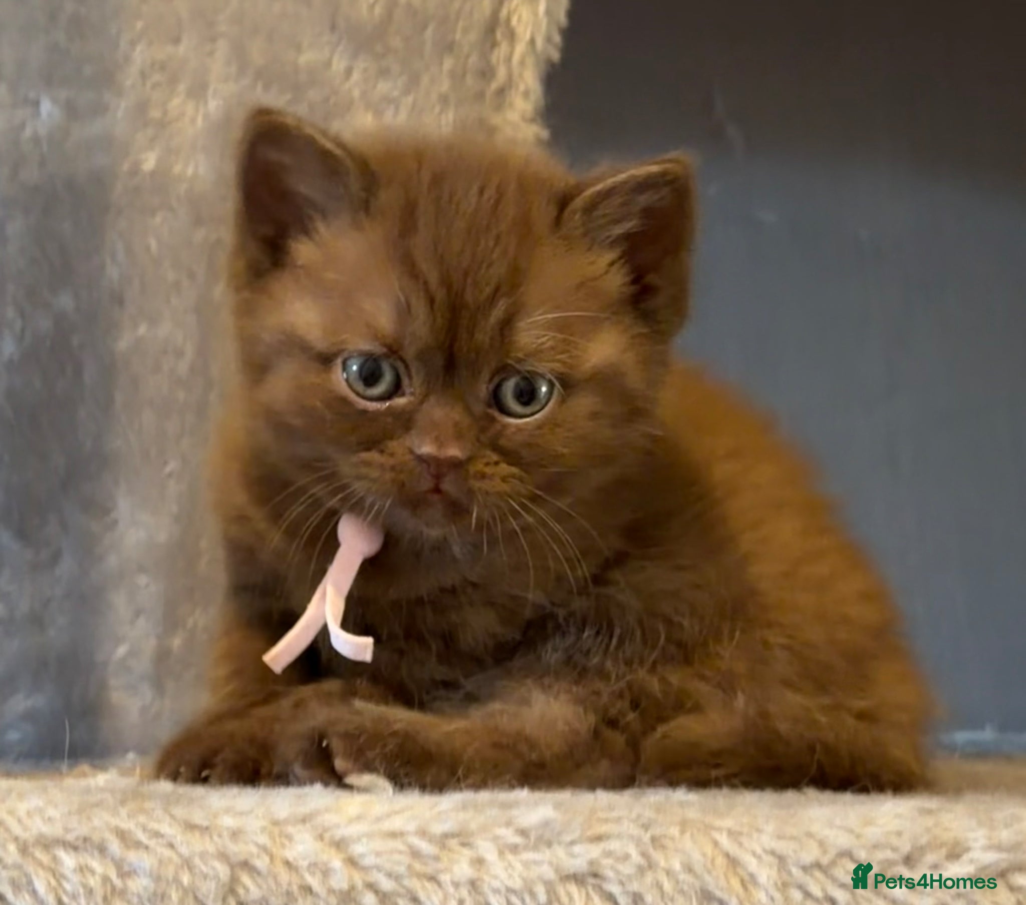 British Shorthair cats 2 girls - Cinnamon and Chocolate BSH  - Advert 13