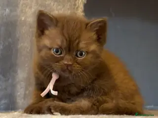 British Shorthair cats 2 girls - Cinnamon and Chocolate BSH - Advert 13