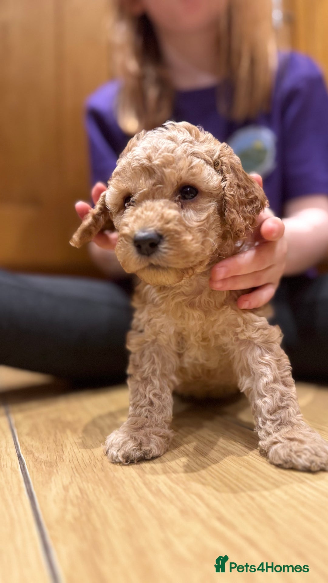 Cockapoo dogs for sale: Cockapoo puppies 🐶  - Advert 4