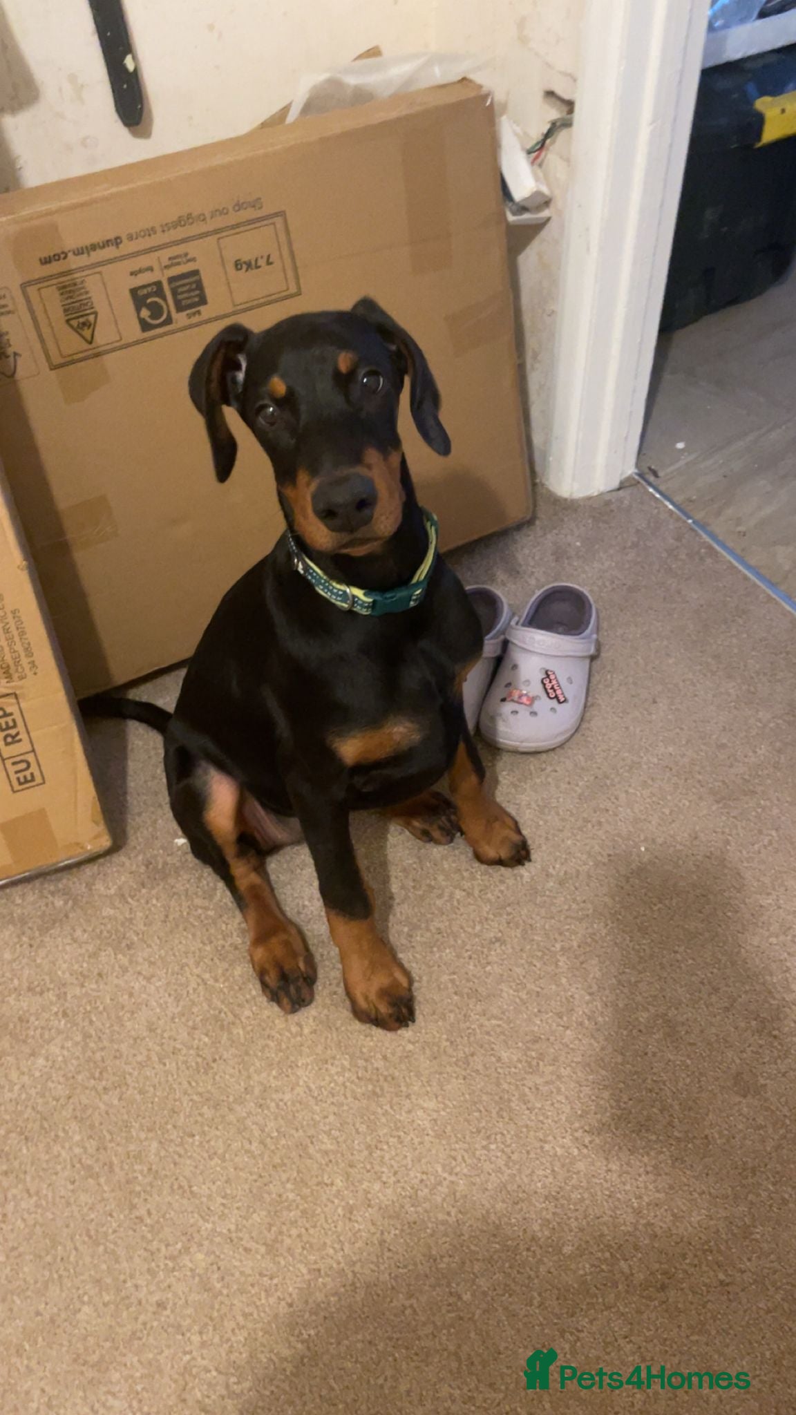 Dobermann dogs Doberman puppy  - Advert 1