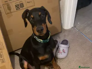 Dobermann dogs Doberman puppy - Advert 1