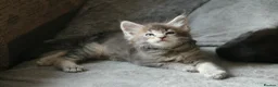 Maine Coon cats for sale: Tica registered pedigree poly Maine Coons. - Advert 18