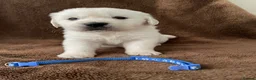 Golden Retriever dogs for sale: 7 Beautiful Golden retriever puppies  - Advert 36