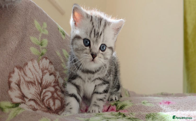 British Shorthair cats - Advert 4