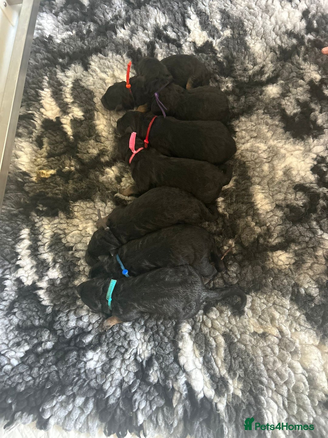 German Shepherd dogs for sale: KC Reg GSD 4 💙 3🩷 - Image 1