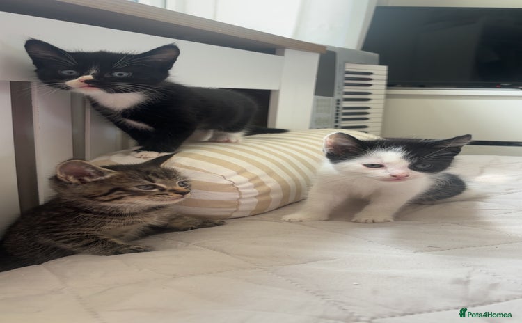 Mixed Breed cats - Advert 8