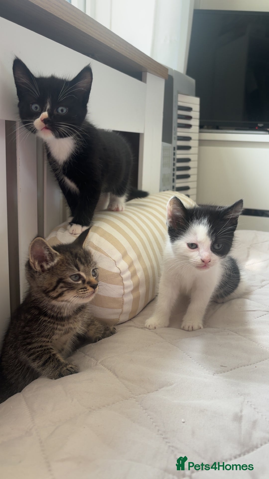 Mixed Breed cats for sale: 3 Female Kittens Available  - Image 1