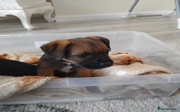 Border Terrier dogs for sale: Two border terrier females  - Image 4