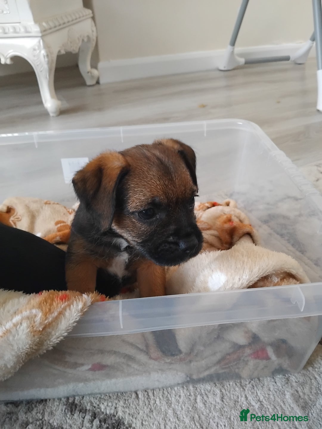 Border Terrier dogs for sale: Two border terrier females  - Image 4