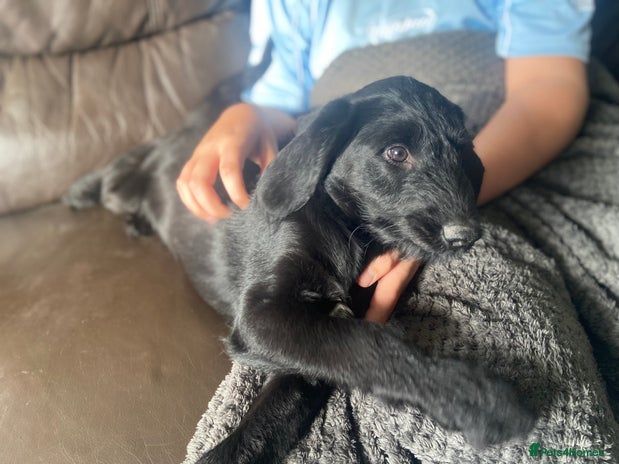 Aussiedoodle dogs - Advert 3