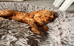 Cockapoo dogs for sale: Female Red Cockapoo Puppies  - Image 5