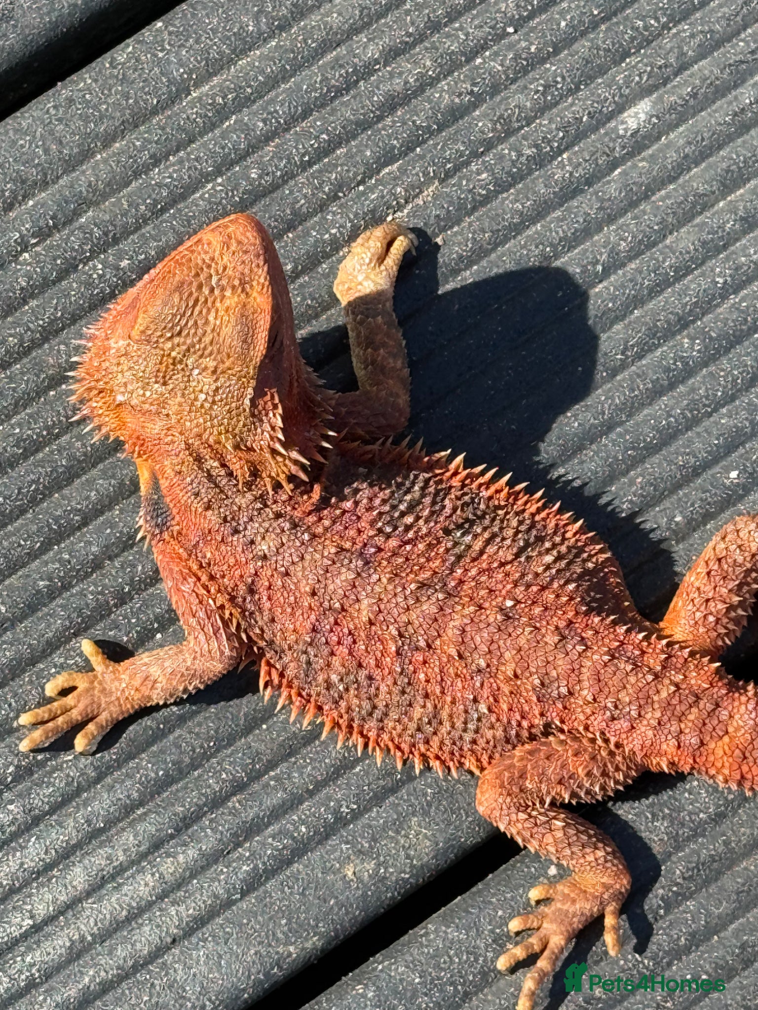 Bearded Dragon reptiles Bearded dragon juvenile female  - Advert 1