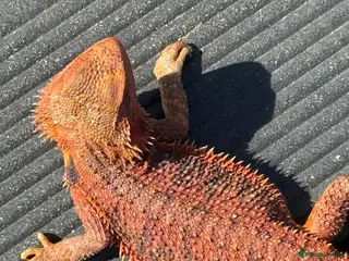 Bearded Dragon reptiles Bearded dragon juvenile female - Advert 1