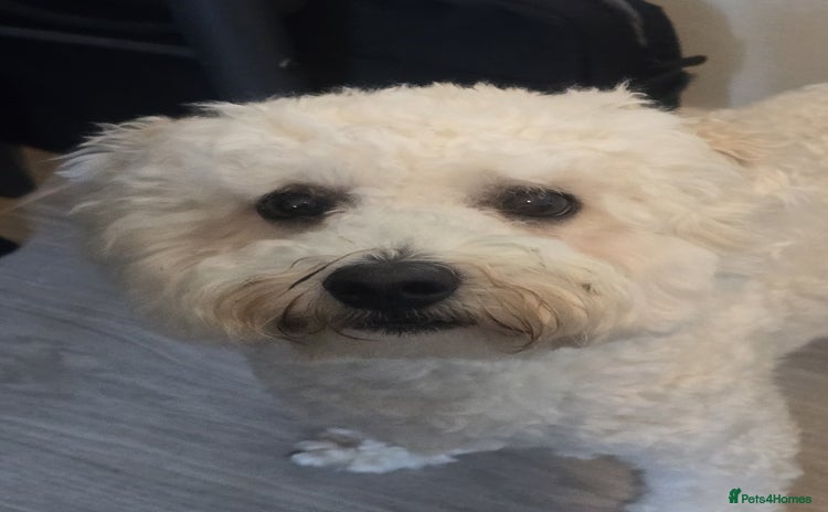 Bichon Frise dogs - Advert 1